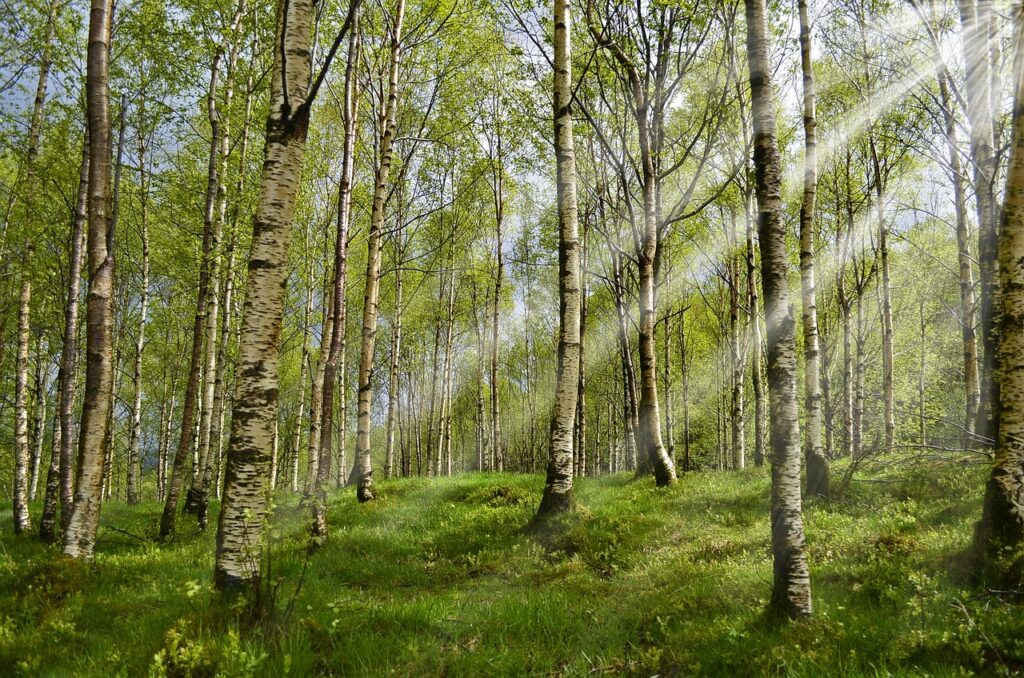 Forest of Birch