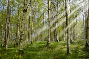 Forest of Birch